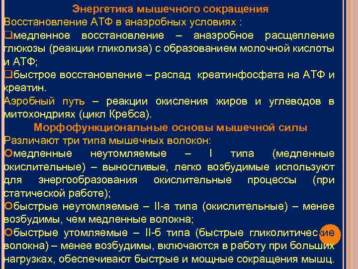 Энергетика мышечного сокращения Восстановление АТФ в анаэробных условиях : qмедленное восстановление – анаэробное расщепление