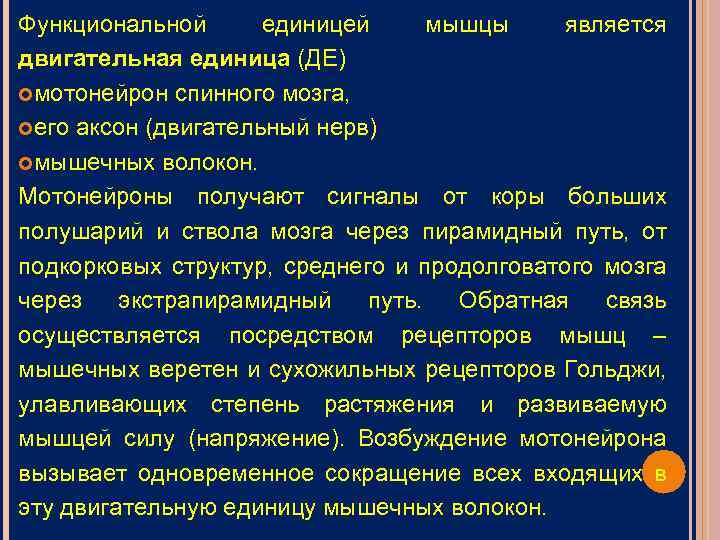 Функциональной единицей мышцы является двигательная единица (ДЕ) мотонейрон спинного мозга, его аксон (двигательный нерв)