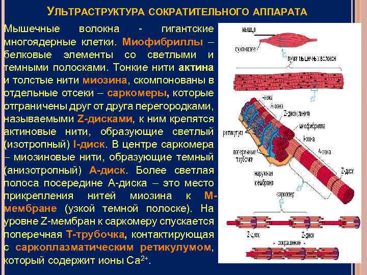 К опорному аппарату мышечного волокна относят