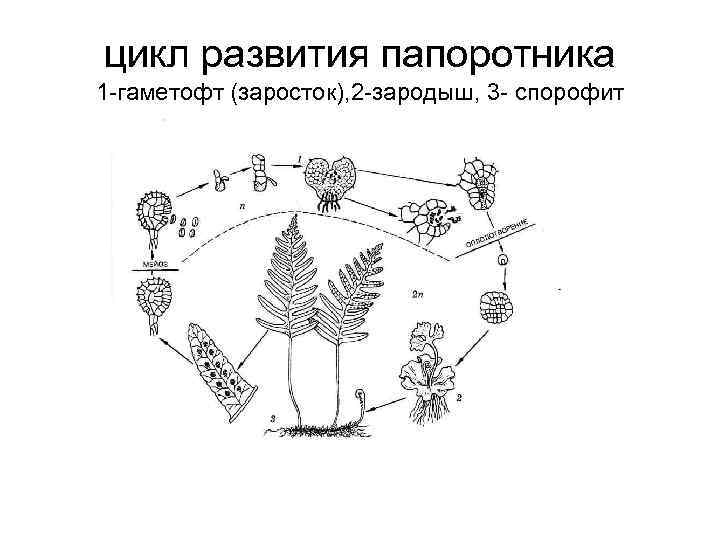 цикл развития папоротника 1 -гаметофт (заросток), 2 -зародыш, 3 - спорофит 