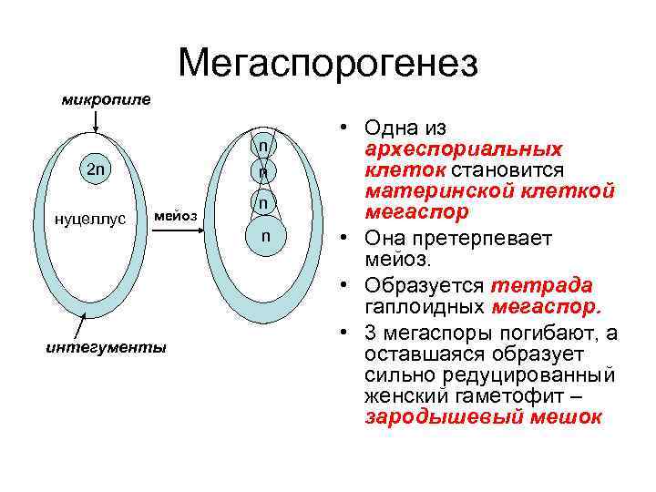 Из какой клетки образуется мегаспора