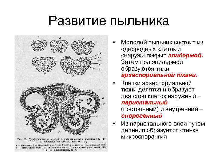 Пыльник где находится биология