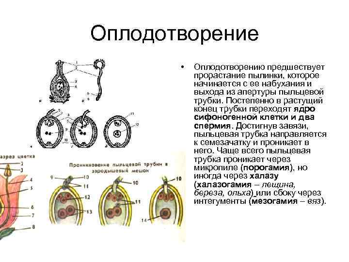 К какому классу относят растение схема развития пыльцевого зерна которого показана на рисунке