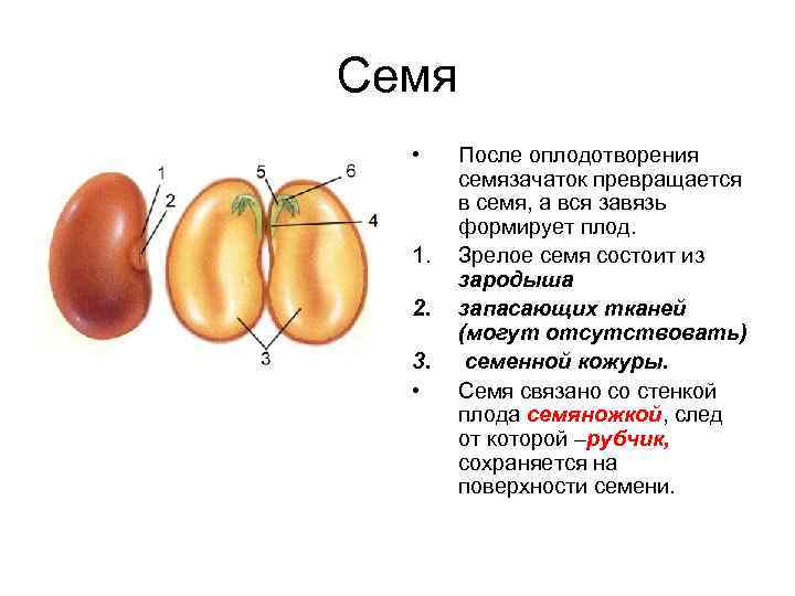 Семя состоит из кожуры и эндосперма