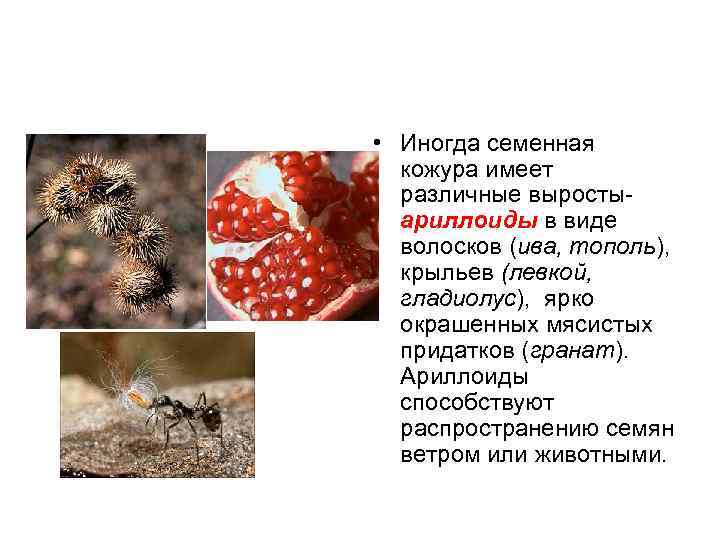  • Иногда семенная кожура имеет различные выростыариллоиды в виде волосков (ива, тополь), крыльев