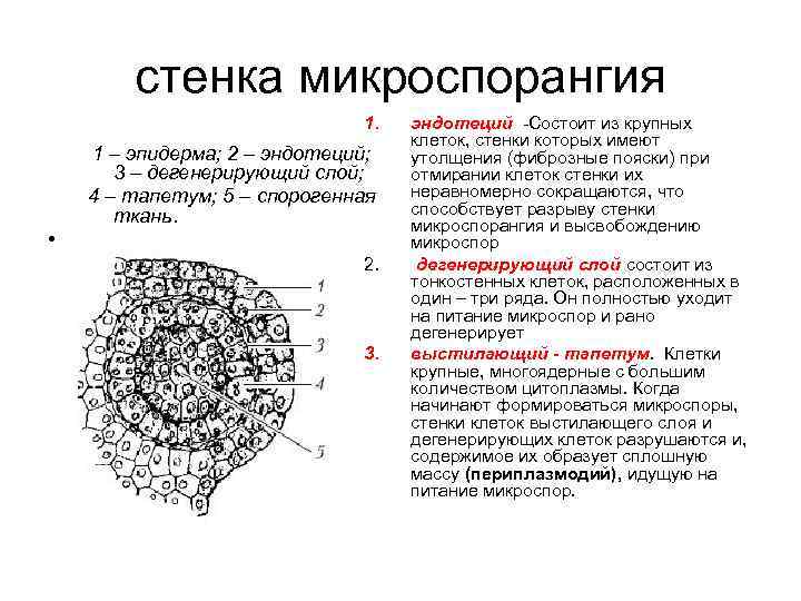 Пыльник где находится биология