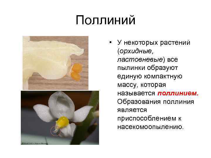 Поллиний • У некоторых растений (орхидные, ластовневые) все пылинки образуют единую компактную массу, которая