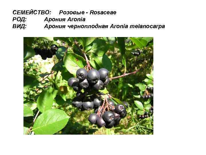 СЕМЕЙСТВО: Розовые - Rosaceae РОД: Арония Aronia ВИД: Арония черноплодная Aronia melanocarpa 