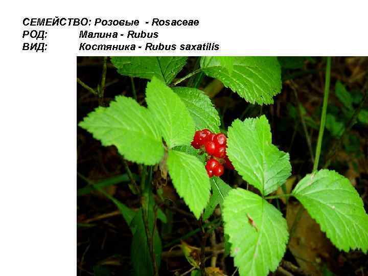 СЕМЕЙСТВО: Розовые - Rosaceae РОД: Малина - Rubus ВИД: Костяника - Rubus saxatilis 
