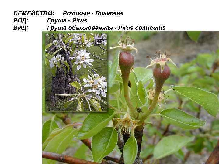 СЕМЕЙСТВО: Розовые - Rosaceae РОД: Груша - Pirus ВИД: Груша обыкновенная - Pirus communis