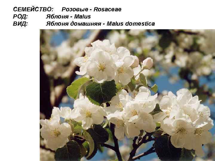 СЕМЕЙСТВО: Розовые - Rosaceae РОД: Яблоня - Malus ВИД: Яблоня домашняя - Malus domestica