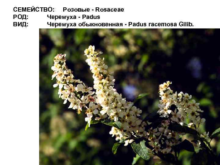 СЕМЕЙСТВО: Розовые - Rosaceae РОД: Черемуха - Padus ВИД: Черемуха обыкновенная - Padus racemosa