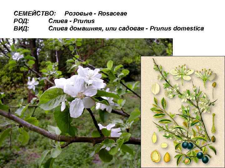 СЕМЕЙСТВО: Розовые - Rosaceae РОД: Слива - Prunus ВИД: Слива домашняя, или садовая -