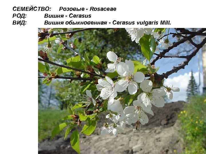 СЕМЕЙСТВО: Розовые - Rosaceae РОД: Вишня - Cerasus ВИД: Вишня обыкновенная - Cerasus vulgaris