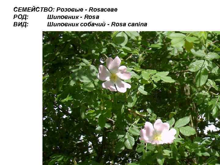 СЕМЕЙСТВО: Розовые - Rosaceae РОД: Шиповник - Rosa ВИД: Шиповник собачий - Rosa canina