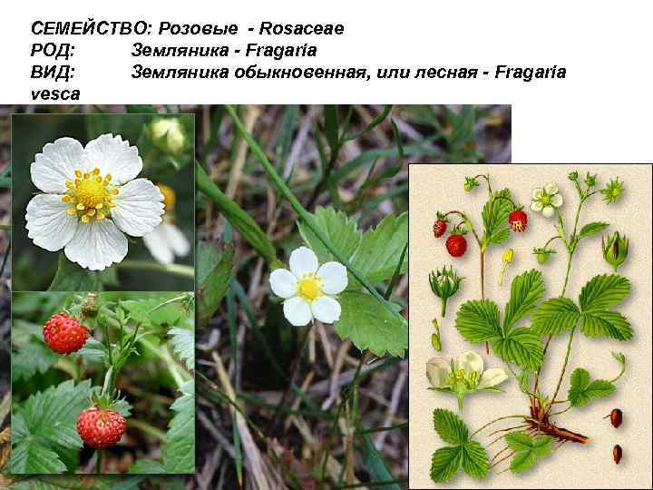 СЕМЕЙСТВО: Розовые - Rosaceae РОД: Земляника - Fragaria ВИД: Земляника обыкновенная, или лесная -