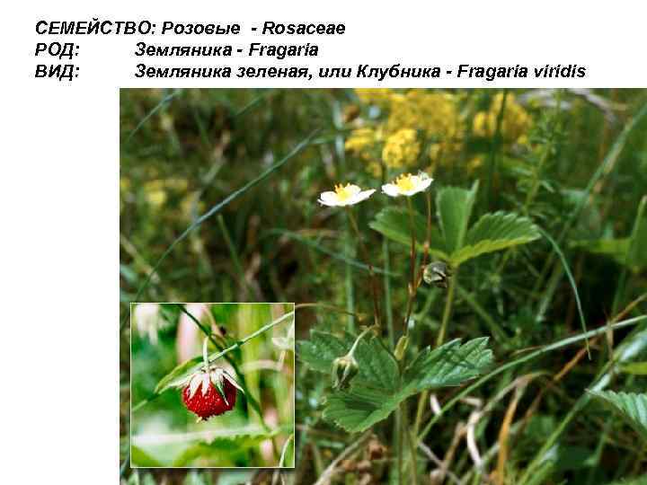СЕМЕЙСТВО: Розовые - Rosaceae РОД: Земляника - Fragaria ВИД: Земляника зеленая, или Клубника -