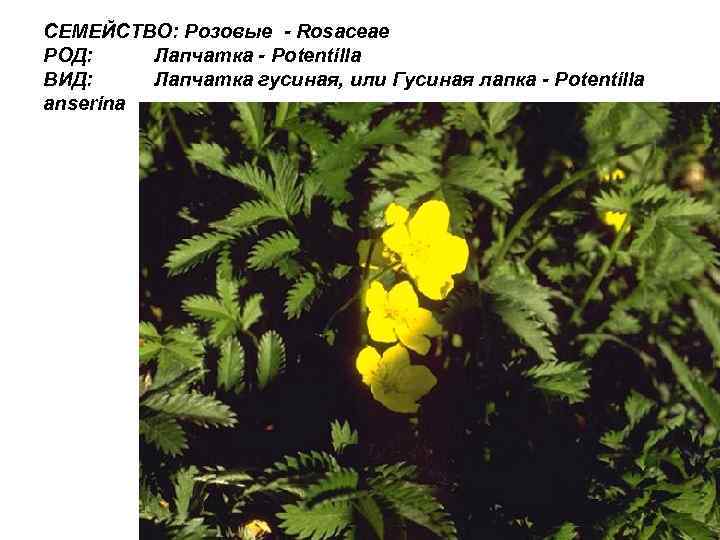 СЕМЕЙСТВО: Розовые - Rosaceae РОД: Лапчатка - Potentilla ВИД: Лапчатка гусиная, или Гусиная лапка