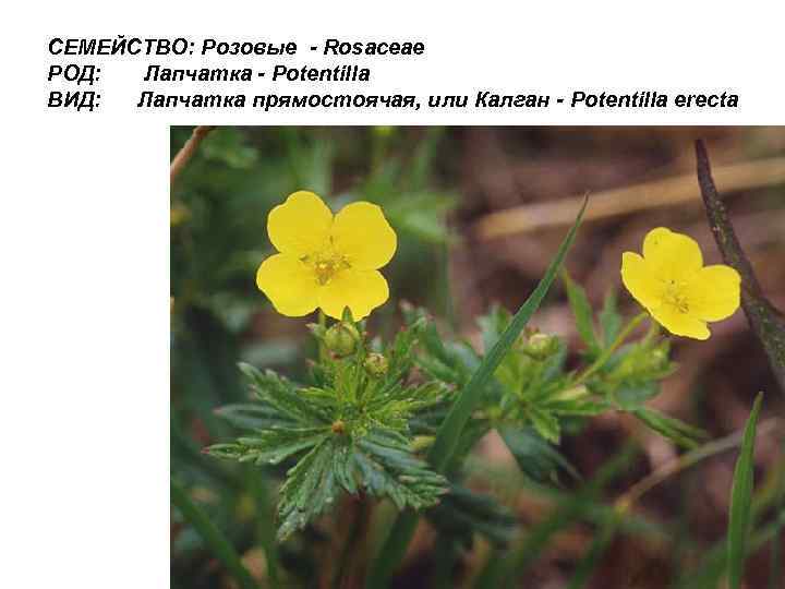 СЕМЕЙСТВО: Розовые - Rosaceae РОД: Лапчатка - Potentilla ВИД: Лапчатка прямостоячая, или Калган -