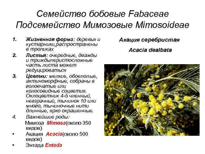 Семейство бобовые Fabaceae Подсемейство Мимозовые Mimosoideae 1. 2. 3. 4. • • Жизненная форма: