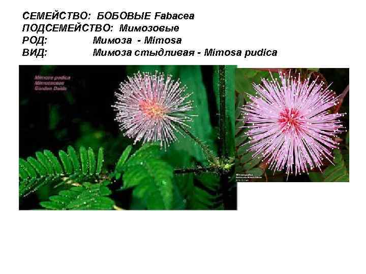 СЕМЕЙСТВО: БОБОВЫЕ Fabacea ПОДСЕМЕЙСТВО: Мимозовые РОД: Мимоза - Mimosa ВИД: Мимоза стыдливая - Mimosa
