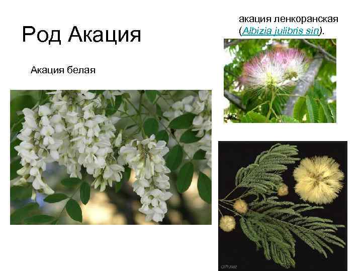 Род Акация белая акация ленкоранская (Albizia julibris sin). 