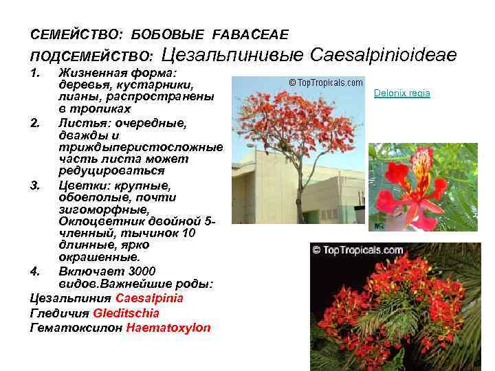 СЕМЕЙСТВО: БОБОВЫЕ FABACEAE ПОДСЕМЕЙСТВО: Цезальпинивые Caesalpinioideae 1. Жизненная форма: деревья, кустарники, лианы, распространены в