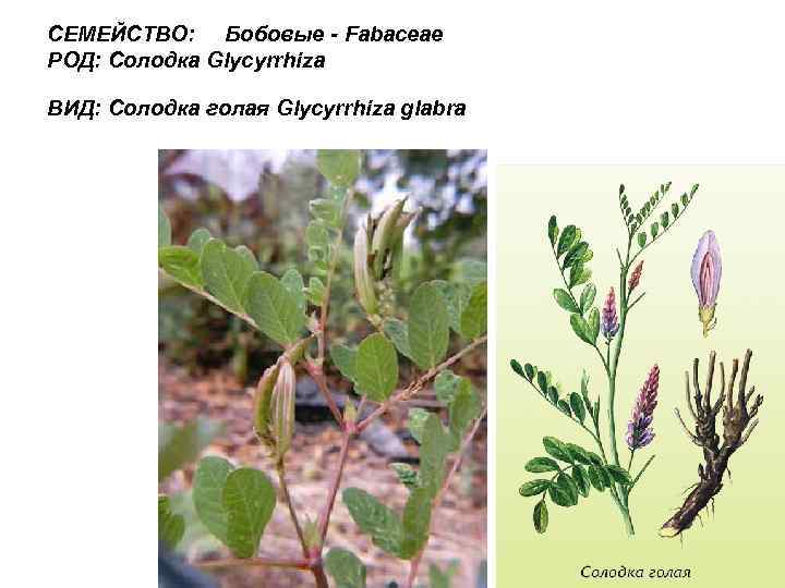 СЕМЕЙСТВО: Бобовые - Fabaceae РОД: Солодка Glycyrrhiza ВИД: Солодка голая Glycyrrhiza glabra 