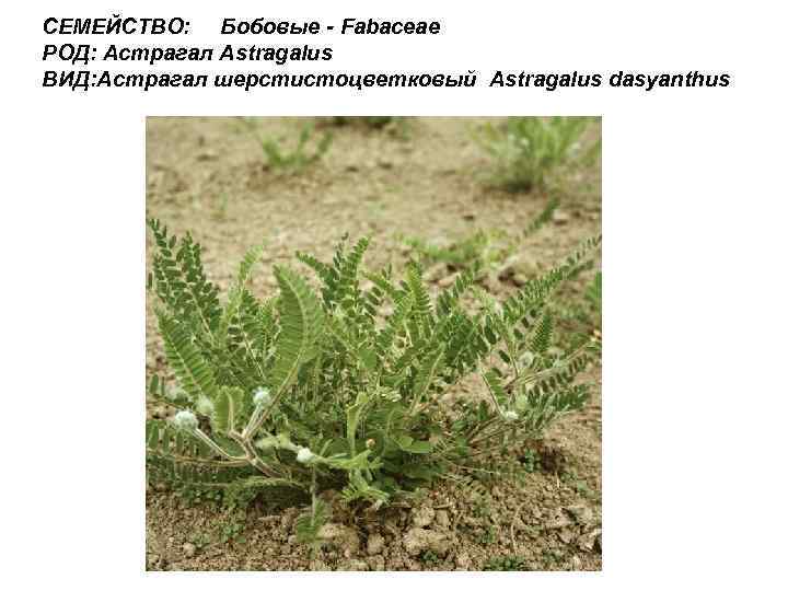 СЕМЕЙСТВО: Бобовые - Fabaceae РОД: Астрагал Astragalus ВИД: Астрагал шерстистоцветковый Astragalus dasyanthus 