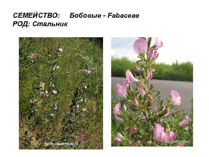 СЕМЕЙСТВО: Бобовые - Fabaceae РОД: Стальник 