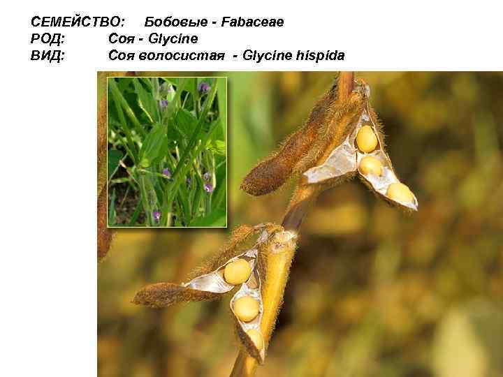СЕМЕЙСТВО: Бобовые - Fabaceae РОД: Соя - Glycine ВИД: Соя волосистая - Glycine hispida