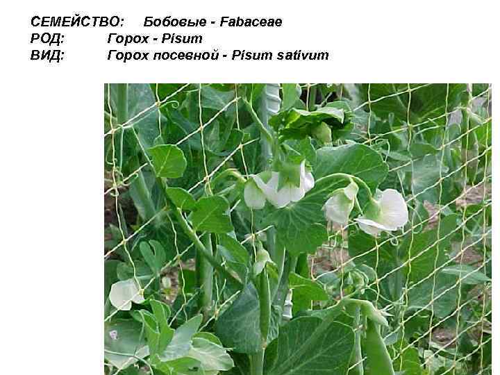 СЕМЕЙСТВО: Бобовые - Fabaceae РОД: Горох - Pisum ВИД: Горох посевной - Pisum sativum