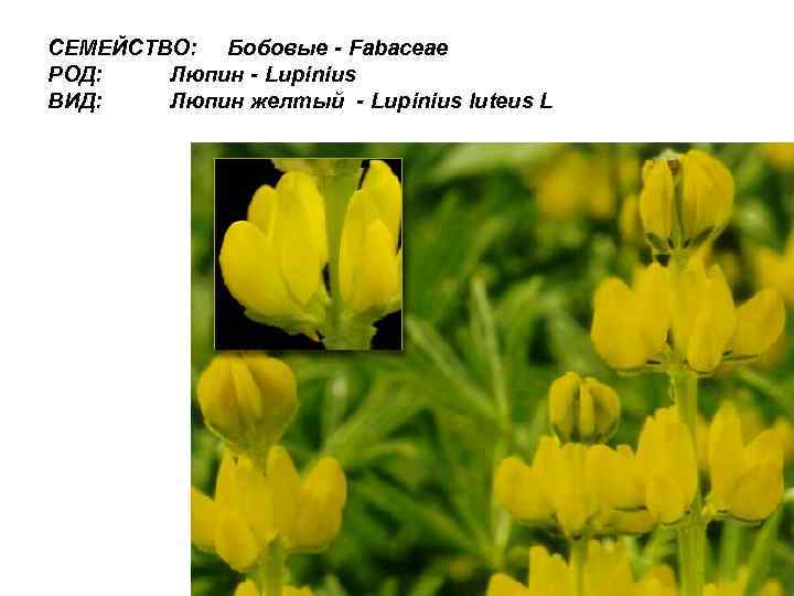 СЕМЕЙСТВО: Бобовые - Fabaceae РОД: Люпин - Lupinius ВИД: Люпин желтый - Lupinius luteus