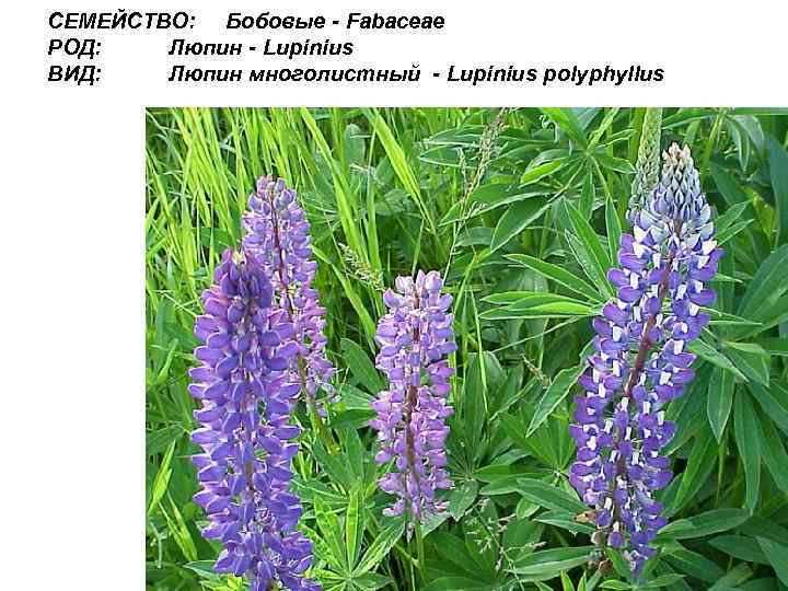СЕМЕЙСТВО: Бобовые - Fabaceae РОД: Люпин - Lupinius ВИД: Люпин многолистный - Lupinius polyphyllus