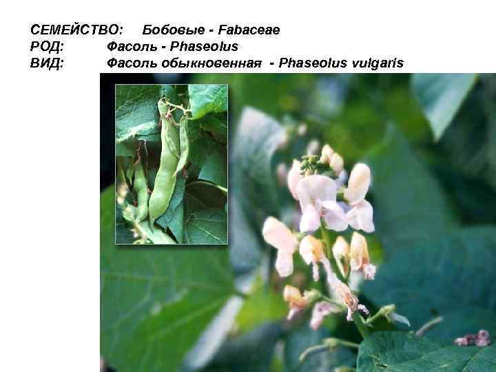 СЕМЕЙСТВО: Бобовые - Fabaceae РОД: Фасоль - Phaseolus ВИД: Фасоль обыкновенная - Phaseolus vulgaris