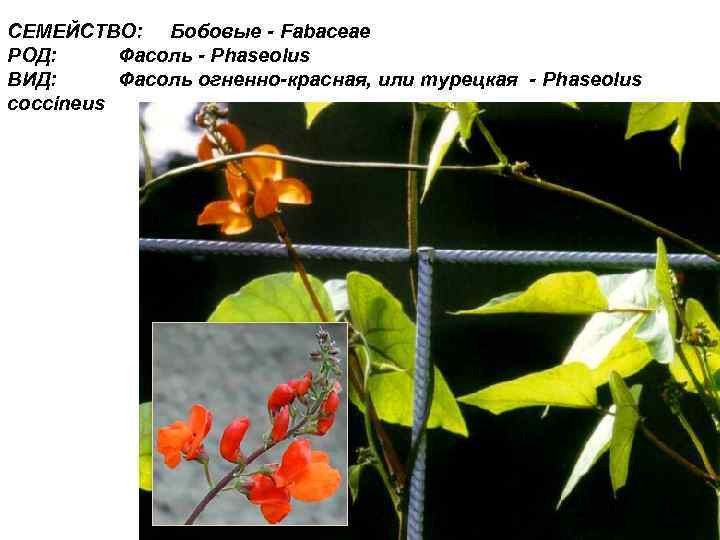СЕМЕЙСТВО: Бобовые - Fabaceae РОД: Фасоль - Phaseolus ВИД: Фасоль огненно-красная, или турецкая -