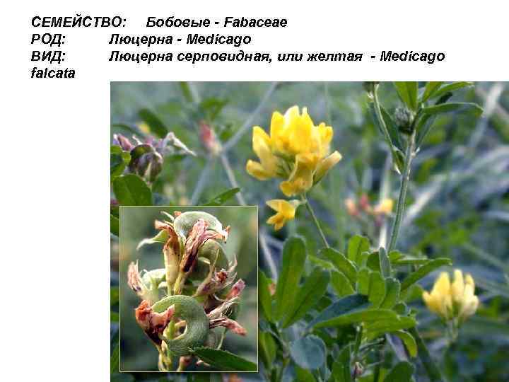 СЕМЕЙСТВО: Бобовые - Fabaceae РОД: Люцерна - Medicago ВИД: Люцерна серповидная, или желтая -