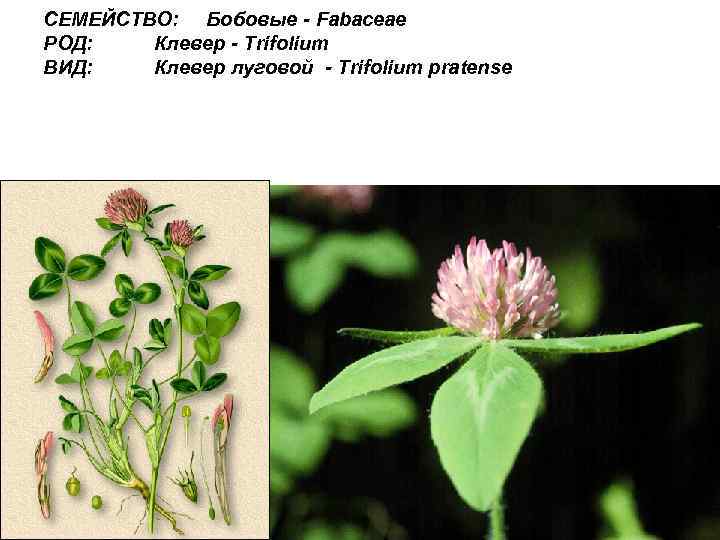 СЕМЕЙСТВО: Бобовые - Fabaceae РОД: Клевер - Trifolium ВИД: Клевер луговой - Trifolium pratense