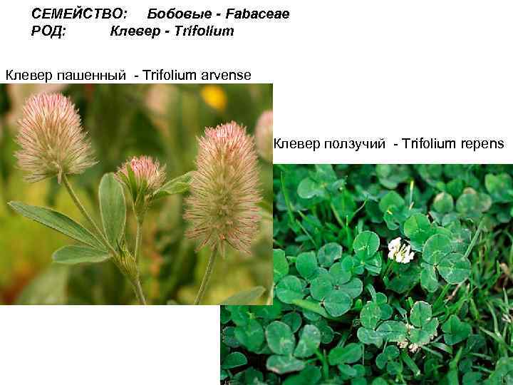 СЕМЕЙСТВО: Бобовые - Fabaceae РОД: Клевер - Trifolium Клевер пашенный - Trifolium arvense Клевер