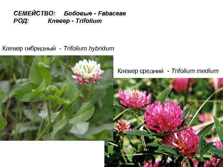 СЕМЕЙСТВО: Бобовые - Fabaceae РОД: Клевер - Trifolium Клевер гибридный - Trifolium hybridum Клевер