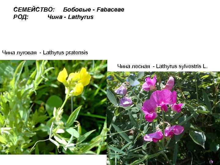 СЕМЕЙСТВО: Бобовые - Fabaceae РОД: Чина - Lathyrus Чина луговая - Lathyrus pratensis Чина