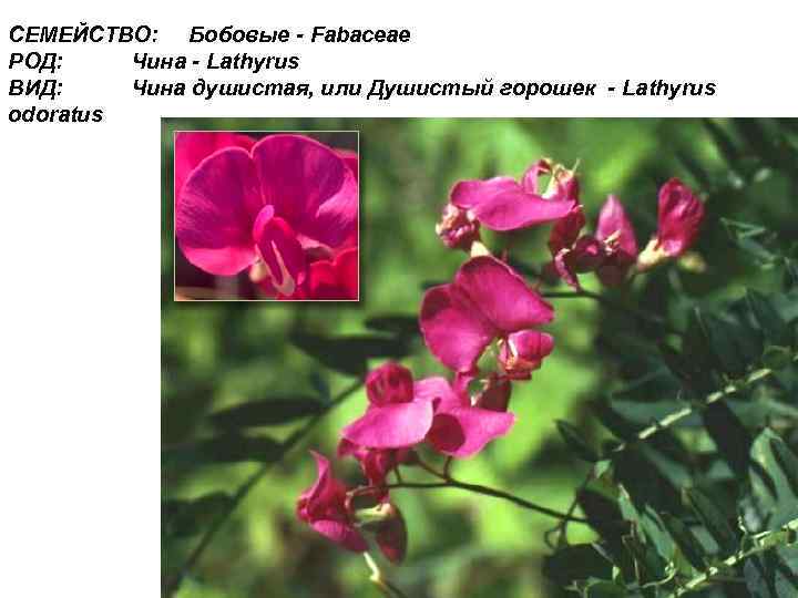 СЕМЕЙСТВО: Бобовые - Fabaceae РОД: Чина - Lathyrus ВИД: Чина душистая, или Душистый горошек