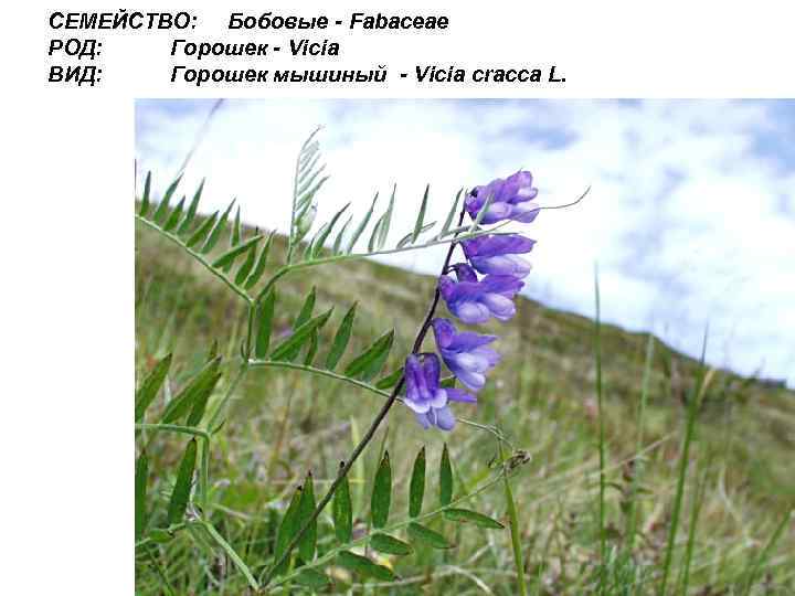 СЕМЕЙСТВО: Бобовые - Fabaceae РОД: Горошек - Vicia ВИД: Горошек мышиный - Vicia cracca