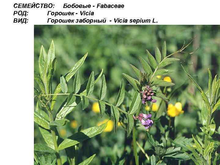 СЕМЕЙСТВО: Бобовые - Fabaceae РОД: Горошек - Vicia ВИД: Горошек заборный - Vicia sepium