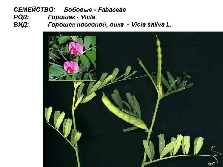 СЕМЕЙСТВО: Бобовые - Fabaceae РОД: Горошек - Vicia ВИД: Горошек посевной, вика - Vicia