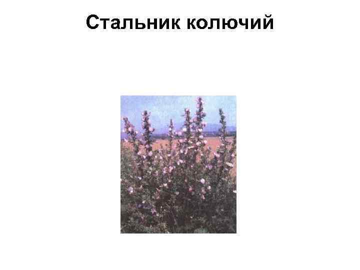 Стальник колючий 
