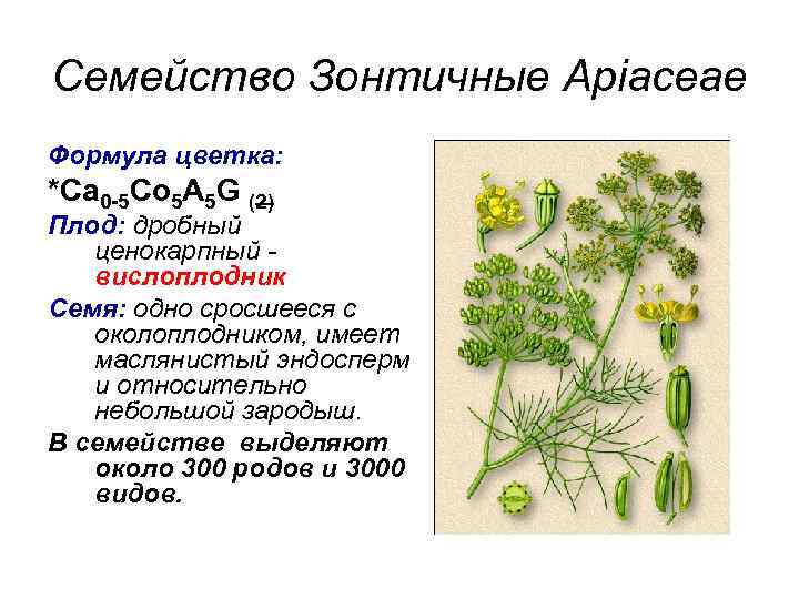 Семейство зонтичные презентация