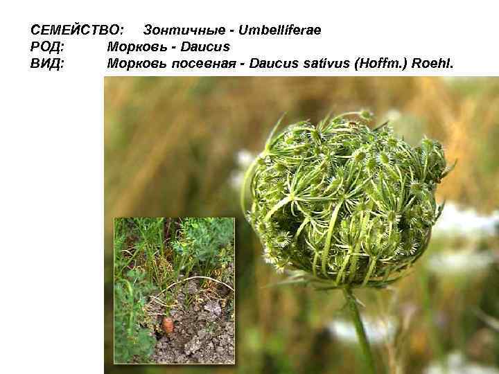 СЕМЕЙСТВО: Зонтичные - Umbelliferae РОД: Морковь - Daucus ВИД: Морковь посевная - Daucus sativus
