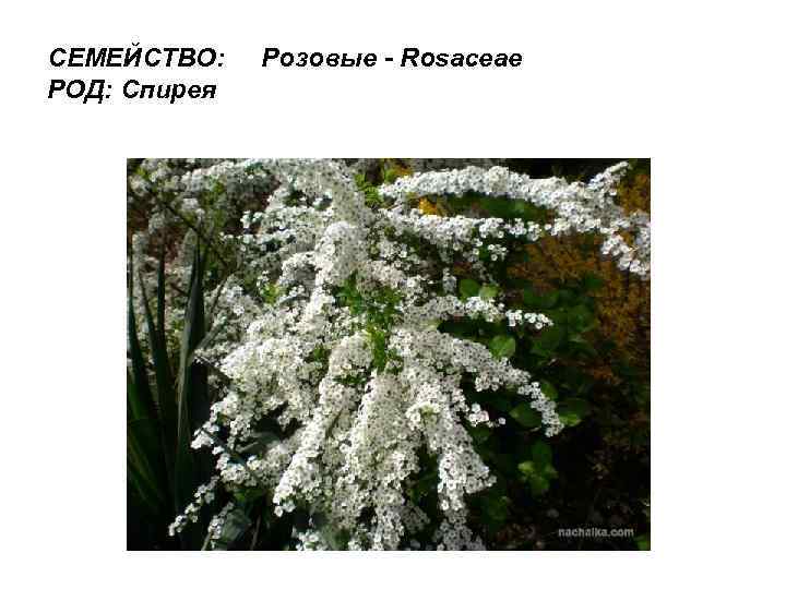 СЕМЕЙСТВО: РОД: Спирея Розовые - Rosaceae 
