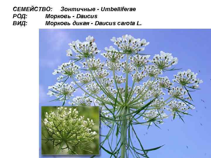 СЕМЕЙСТВО: Зонтичные - Umbelliferae РОД: Морковь - Daucus ВИД: Морковь дикая - Daucus carota